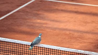 epa10665204 A dove sits on the net as Andrey Rublev of Russia plays Corentin Moutet of France in their Men's Singles second round match during the French Open Grand Slam tennis tournament at Roland Garros in Paris, France, 31 May 2023.  EPA/TERESA SUAREZ