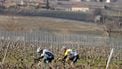 Bahrain Victorious's Colombian cyclist Santiago Buitrago (L) and Team Jayco Alula's Australian cyclist Lucas Plapp ride in the lead during the 4th stage of the Paris-Nice cycling race, 183 km between Chalon-sur-Saone and Mont Brouilly, on March 6, 2024. 
Thomas SAMSON / AFP
